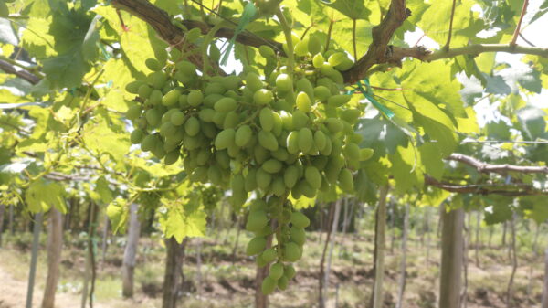 20190302110417 Mg 4513